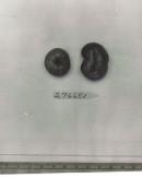 Click for 1 image(s) for this accession. FRUIT